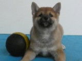 Magnifiques chiots Shiba Inu à vendre