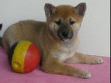 Magnifiques chiots Shiba Inu à vendre