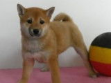 Magnifiques chiots Shiba Inu à vendre