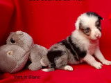 À réserver : 6 chiots mâles Border Collies non LOF