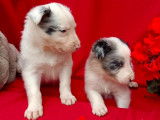 À réserver : 6 chiots mâles Border Collies non LOF