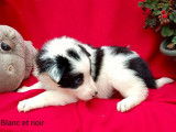 À réserver : 6 chiots mâles Border Collies non LOF