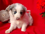 À réserver : 6 chiots mâles Border Collies non LOF