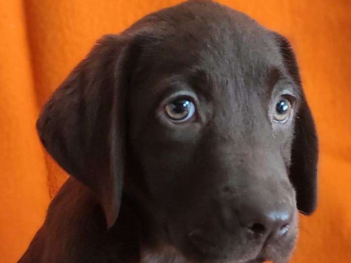 Disponibles à la vente : 5 chiots Labradors non LOF au pelage chocolat