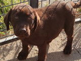 Disponibles à la vente : 5 chiots Labradors non LOF au pelage chocolat