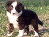 Un chiot mâle Border Collie non LOF noir et blanc à vendre