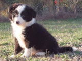 Un chiot mâle Border Collie non LOF noir et blanc à vendre