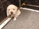 Réservation pour 2 chiots Labradors couleur sable LOF