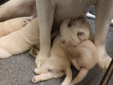 Réservation pour 2 chiots Labradors couleur sable LOF