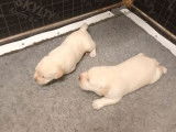 Réservation pour 2 chiots Labradors couleur sable LOF