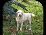 Réservation pour 2 chiots Labradors couleur sable LOF