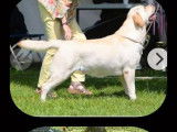 Réservation pour 2 chiots Labradors couleur sable LOF