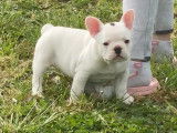 8 chiots Bouledogues Français LOF à réserver