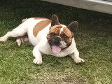 8 chiots Bouledogues Français LOF à réserver