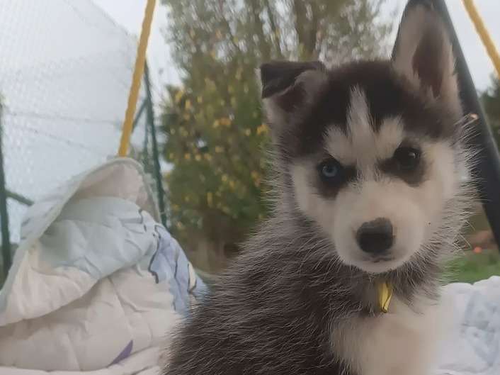 6 chiots Huskies Sibériens disponibles