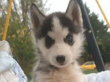 6 chiots Huskies Sibériens disponibles