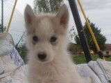 6 chiots Huskies Sibériens disponibles