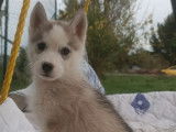 6 chiots Huskies Sibériens disponibles