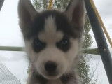 6 chiots Huskies Sibériens disponibles