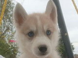 6 chiots Huskies Sibériens disponibles