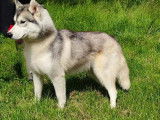 6 chiots Huskies Sibériens disponibles