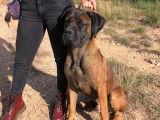Mise à la réservation de 9 chiots Cane Corso LOF