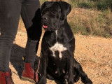 Mise à la réservation de 9 chiots Cane Corso LOF