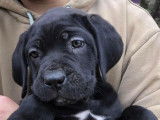 Mise à la réservation de 9 chiots Cane Corso LOF