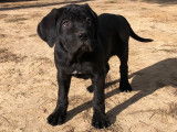 Mise à la réservation de 9 chiots Cane Corso LOF