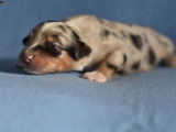10 chiots Bergers Australiens LOF à réserver
