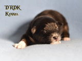 10 chiots Bergers Australiens LOF à réserver