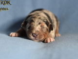 10 chiots Bergers Australiens LOF à réserver