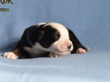 10 chiots Bergers Australiens LOF à réserver