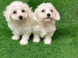 À réserver, 4 chiots Bichons à poil frisé LOF