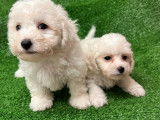 À réserver, 4 chiots Bichons à poil frisé LOF