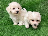 À réserver, 4 chiots Bichons à poil frisé LOF