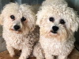 À réserver, 4 chiots Bichons à poil frisé LOF