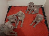 7 chiots Braques de Weimar gris LOF à réserver