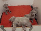 7 chiots Braques de Weimar gris LOF à réserver