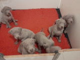 7 chiots Braques de Weimar gris LOF à réserver