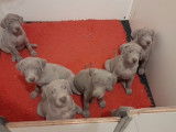 7 chiots Braques de Weimar gris LOF à réserver