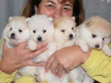 Réservation de 5 chiots Pomskies beige et blanc ou blancs