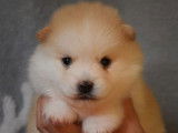 Réservation de 5 chiots Pomskies beige et blanc ou blancs
