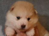 Réservation de 5 chiots Pomskies beige et blanc ou blancs