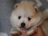 Réservation de 5 chiots Pomskies beige et blanc ou blancs