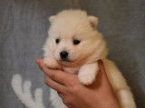 Réservation de 5 chiots Pomskies beige et blanc ou blancs