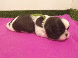 3 chiots mâles Shih Tzu non LOF à réserver