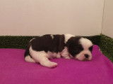 3 chiots mâles Shih Tzu non LOF à réserver