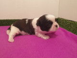 3 chiots mâles Shih Tzu non LOF à réserver