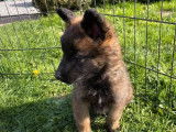 7 chiots Bergers Belges Tervueren LOF fauve charbonné disponibles à l’achat